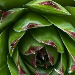 Frye Ilana Harness Zip Wallet Distressed